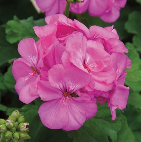 Geraniums Rocky Mountain Lavender 