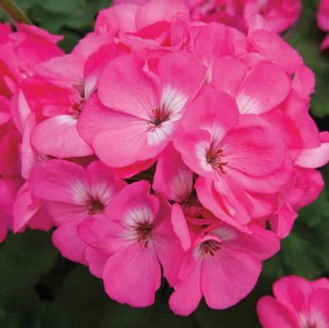 Geraniums Rocky Mountain Pink 