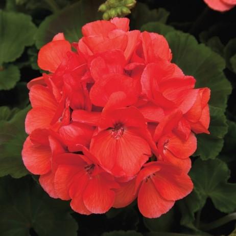 Geraniums Rocky Mountain Salmon 