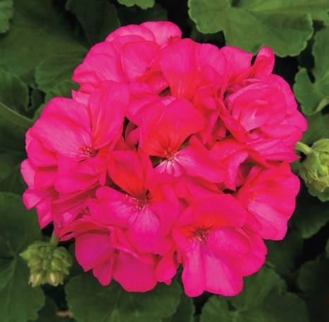 Geraniums Rocky Mountain Violet 