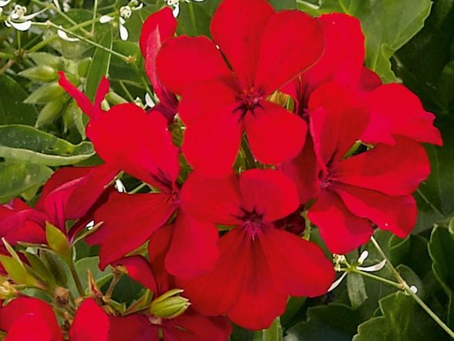 Ivy Caliente Deep Red 