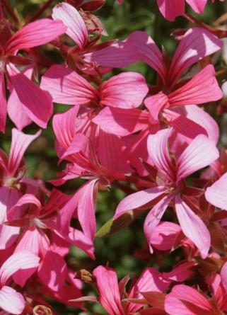 Mini Cascade Pink 