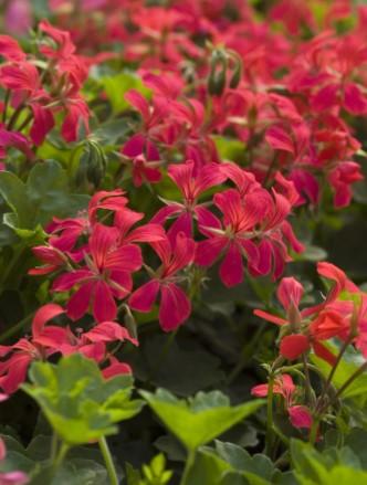 Mini Cascade Red 