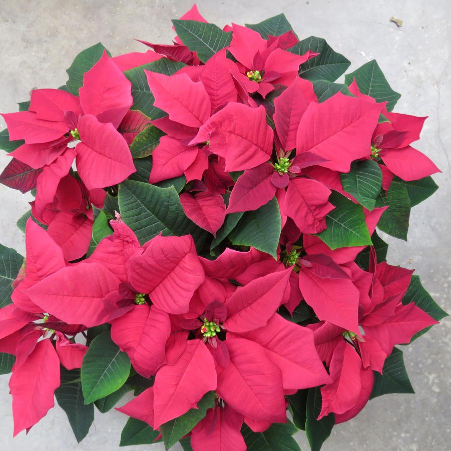 Poinsettia-Euphorbia COPY pulcherrima Cortez Cortez Burgundy