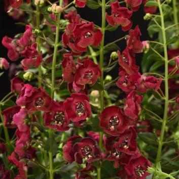 Angelonia angustifolia Archangel™ Sangria