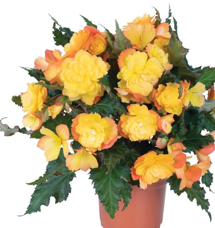 Begonia I'conia® First Kiss Del Sol