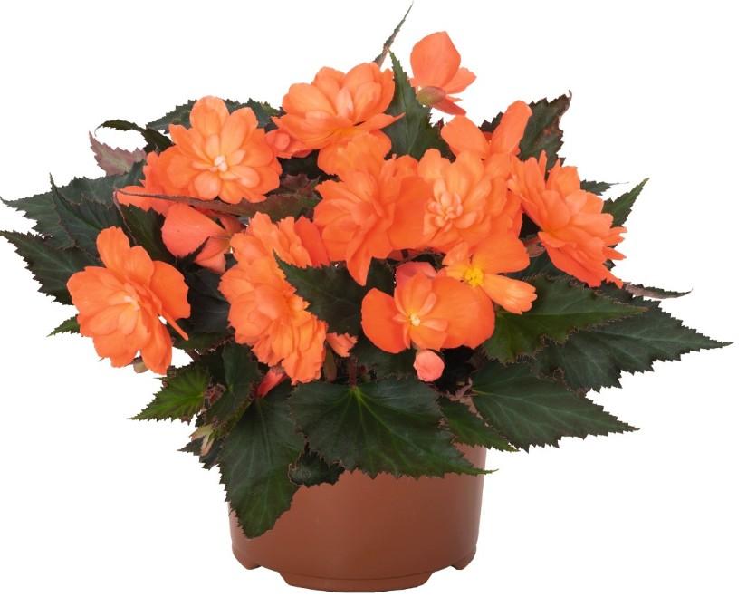 Begonia I'conia® First Kiss Orange