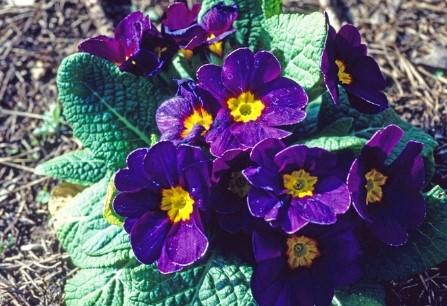 Primula polyantha Danova Burgundy