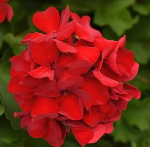 Geraniums Marcada Dark Red