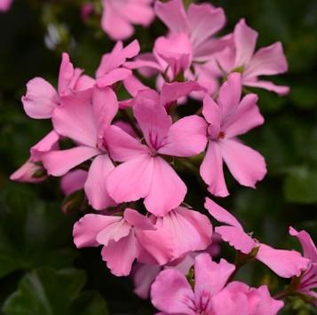 Geraniums Marcada Pink