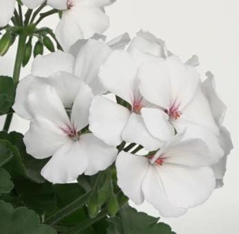 Geraniums Marcada White