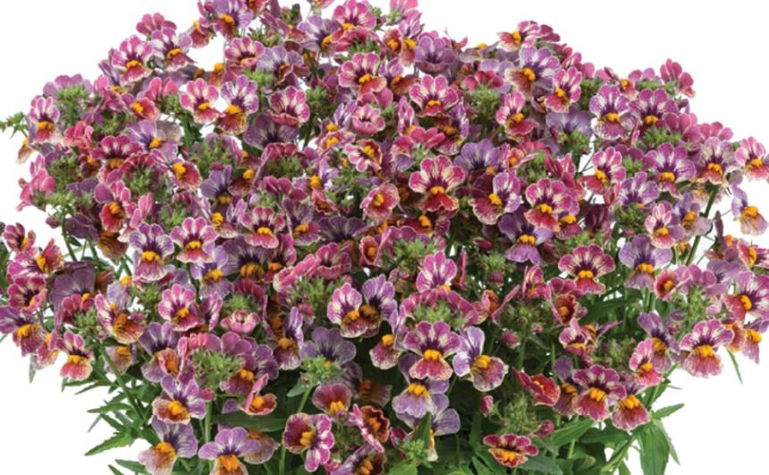 Nemesia fruticans Nesia™ Tutti Frutti