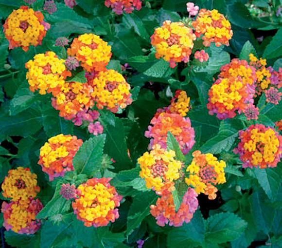 Lantana camara Bandana Cherry Sunrise