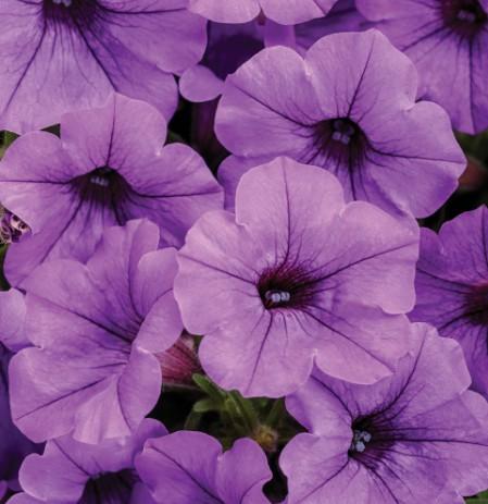 Petunia Supertunia® Mini Vista Indigo