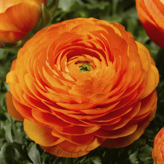 Ranunculus asiaticus Mache™ Orange