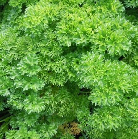 Petroselinum crispum Moss Curled