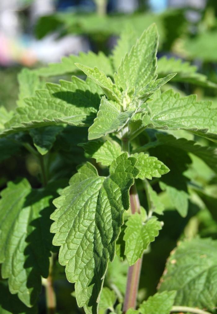 Nepeta cataria 