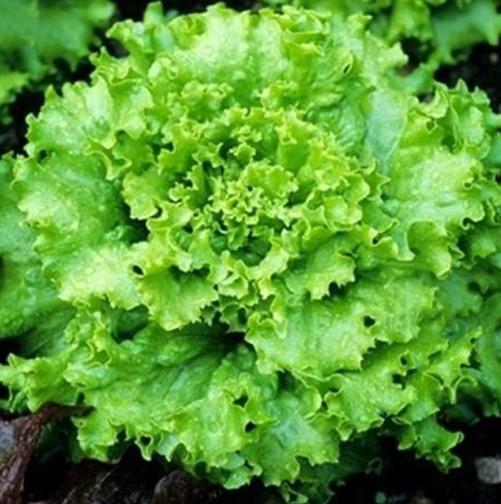 Lactuca Sativa Grand Rapids