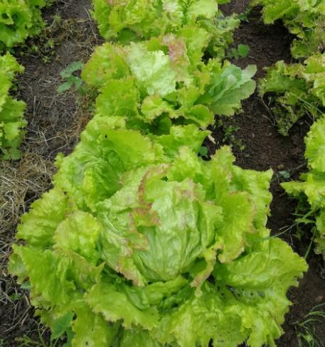 Lactuca Sativa iceberg