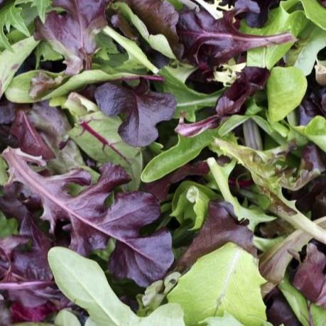 Lactuca Sativa Mesculin Mix