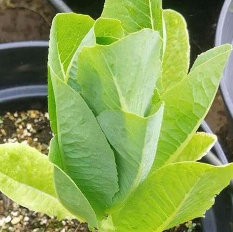 Lactuca Sativa Romaine Green