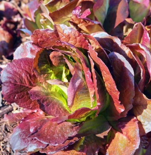 Lactuca Sativa Romaine Red