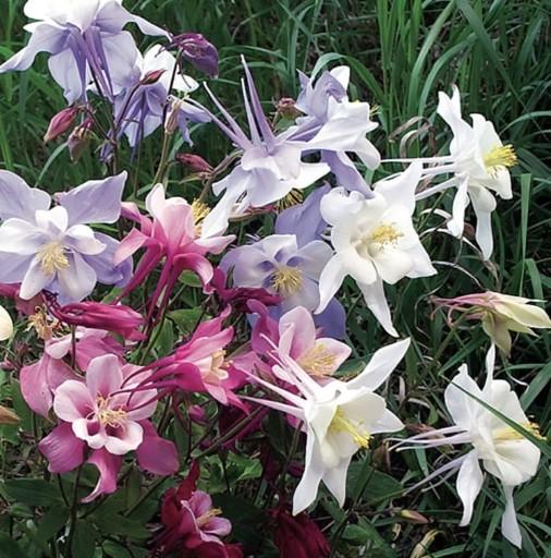 Aquilegia caerulea Songbird Mix