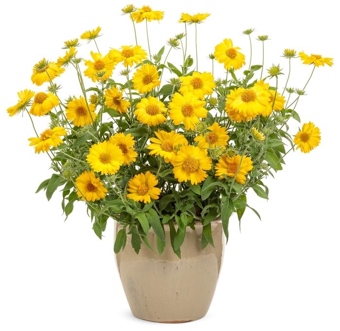 Gaillardia Heat it Up™ Yellow