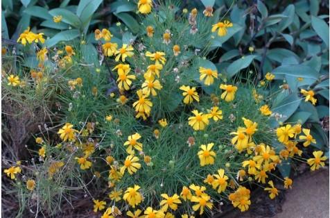 Helenium amarum Dakota Gold