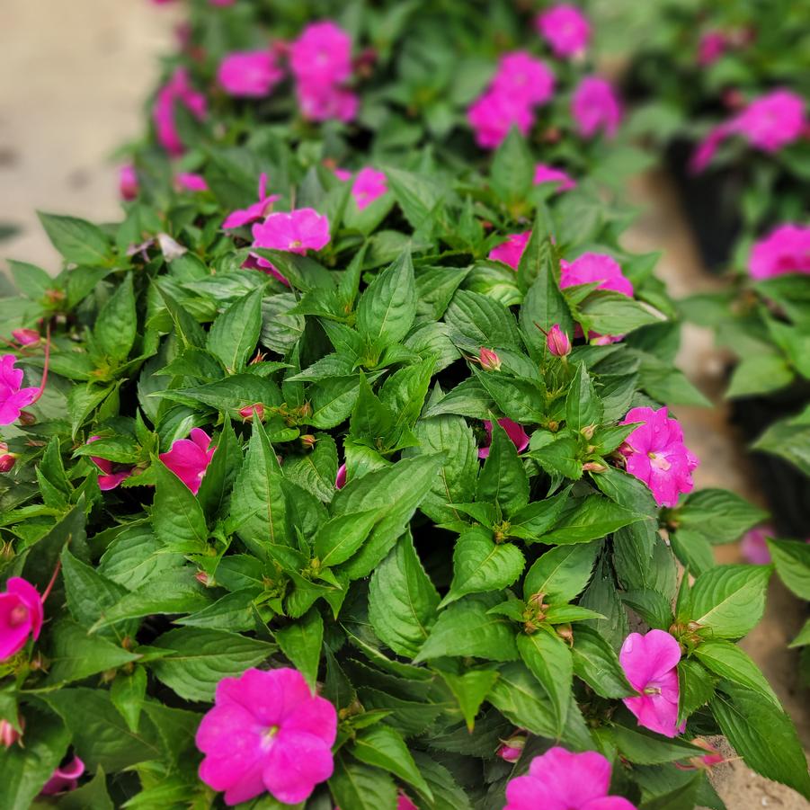 Impatiens SunPatiens® Compact Hot Pink