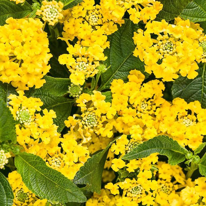 Lantana camara Luscious® Bananarama™