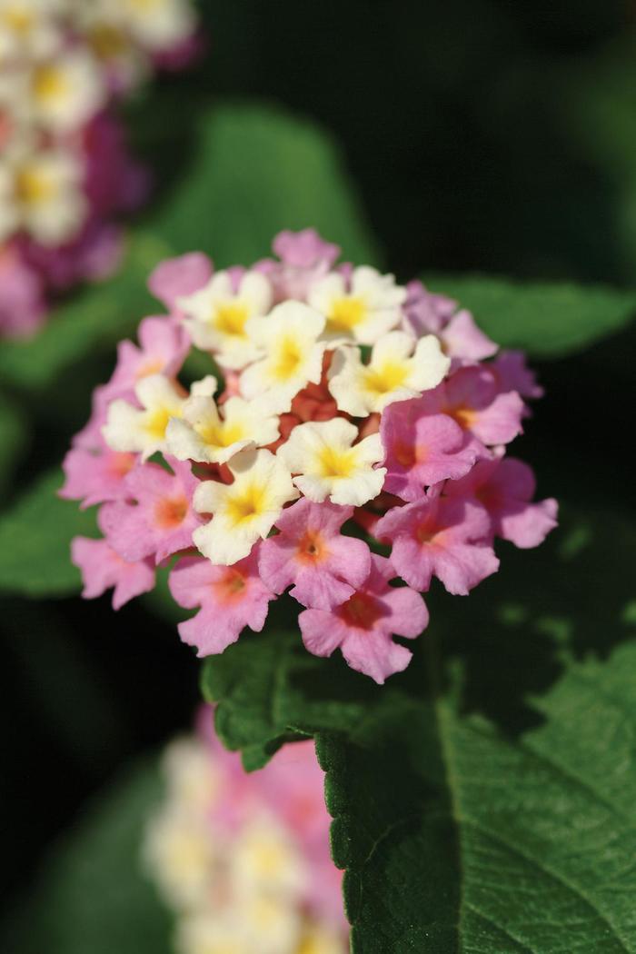 Lantana camara Landmark™ Rose Glow