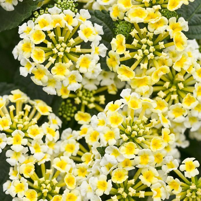 Lantana camara Luscious® Royale Pina Colada