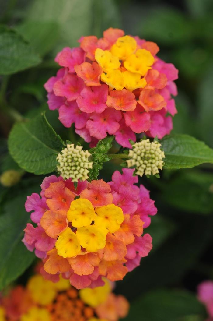 Lantana camara Landmark™ Sunrise Rose