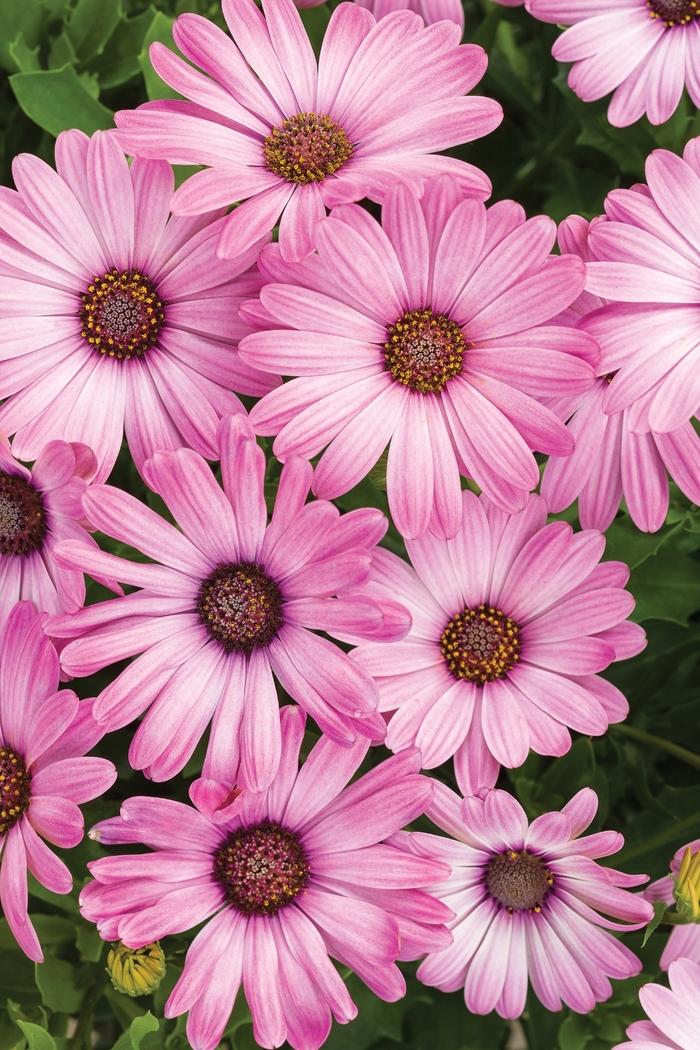 Osteospermum Bright Lights™ Pink