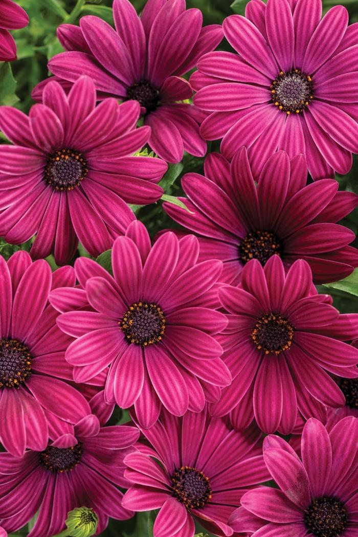 Osteospermum Bright Lights™ Purple