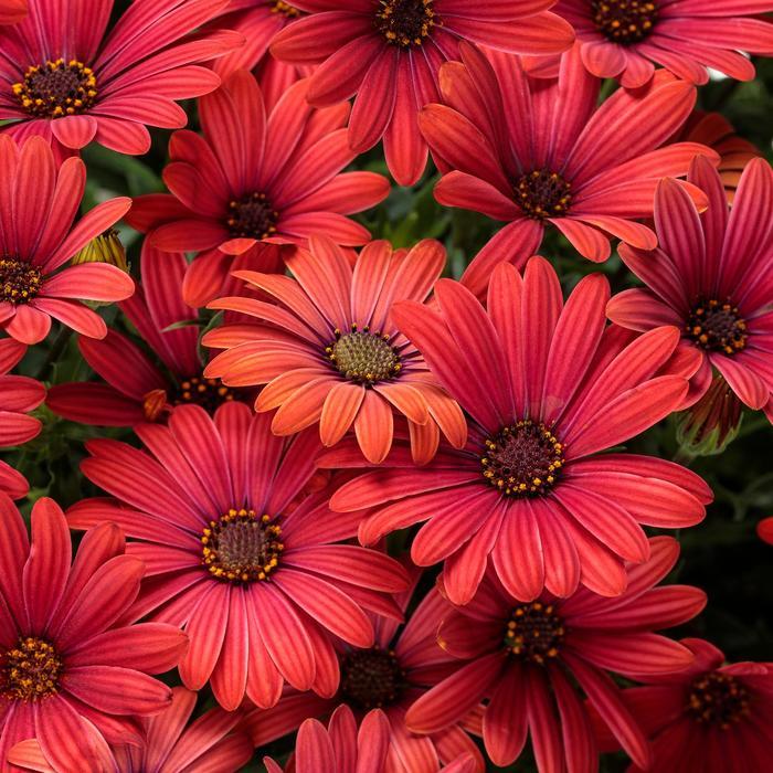 Osteospermum Bright Lights™ Red