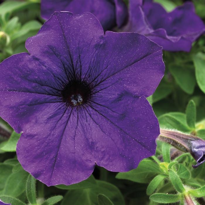 Petunia Sanguna® Blue Imp