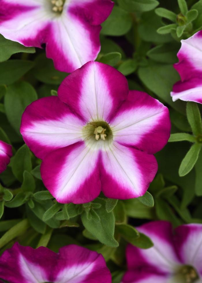 Petunia Headliner™ Raspberry Swirl