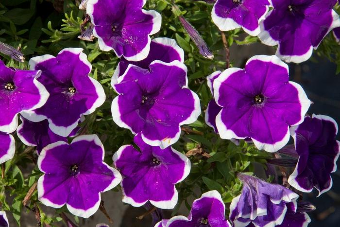 Petunia Headliner™ Violet Picotee