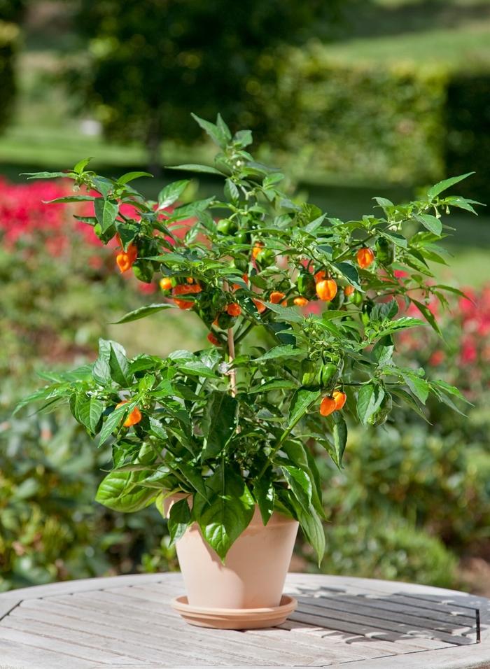 Capsicum annuum Habanero