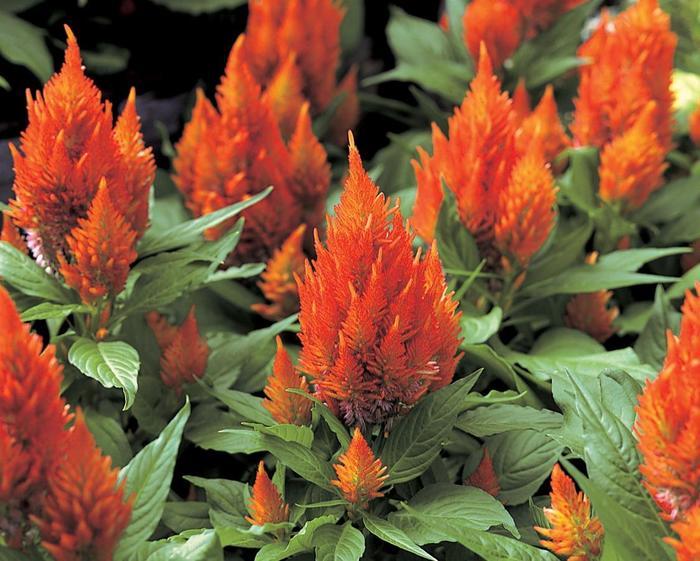 Celosia argentea Castle Orange