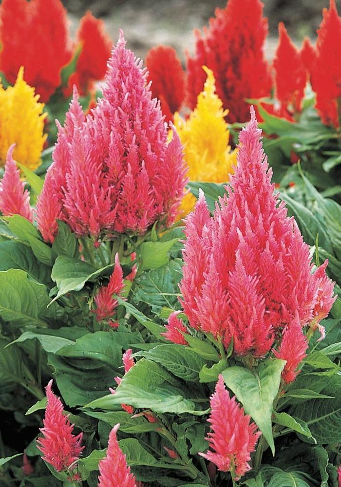 Celosia argentea Castle Pink