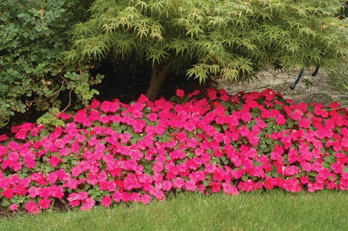 Impatiens walleriana Super Elfin® Lipstick