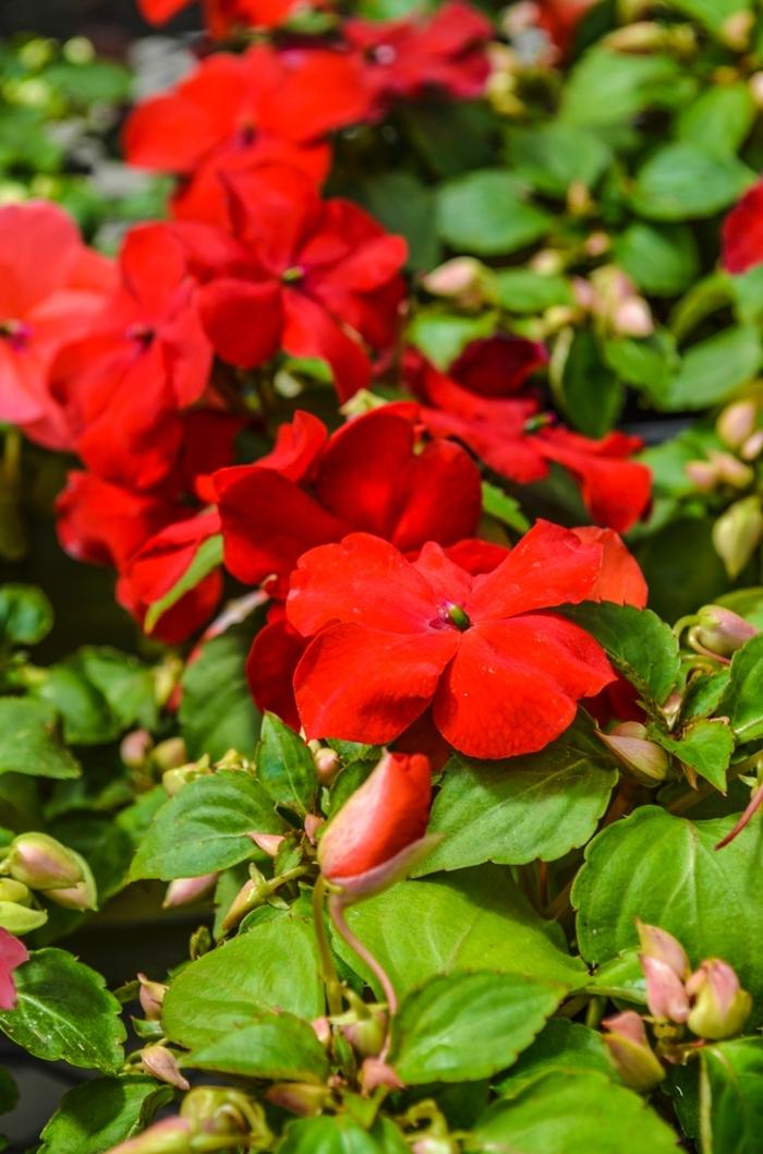 Impatiens walleriana Super Elfin® XP Red