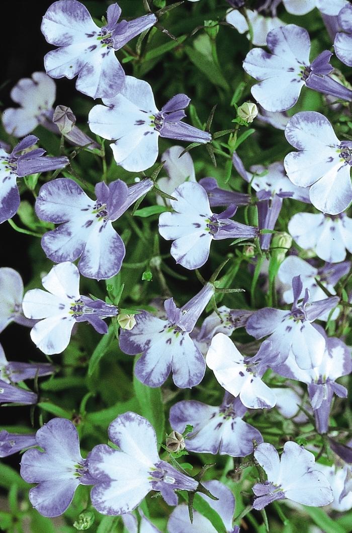 Lobelia erinus Riviera Blue Splash