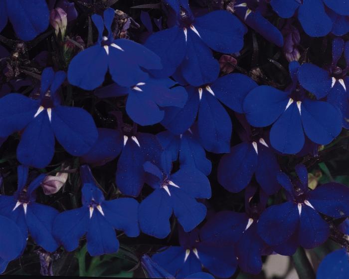 Lobelia erinus Riviera Midnight Blue