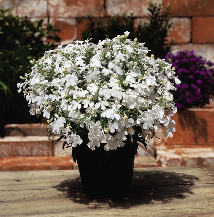 Lobelia erinus Riviera White