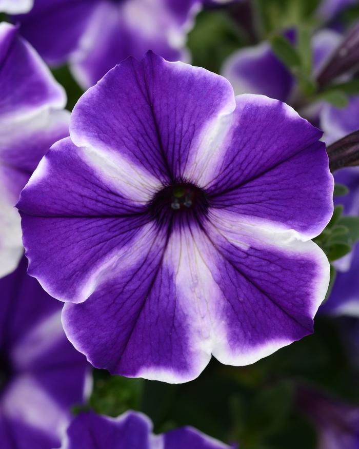 Petunia ColorBlitz™ Blue Stardust