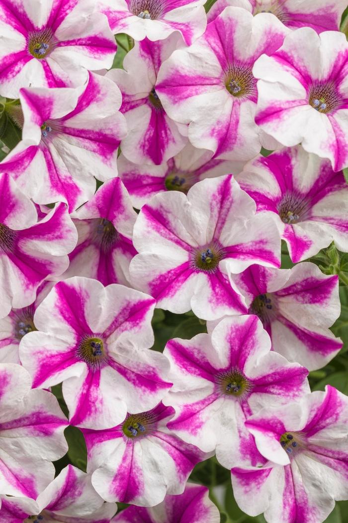 Petunia Supertunia® Lovie Dovie™